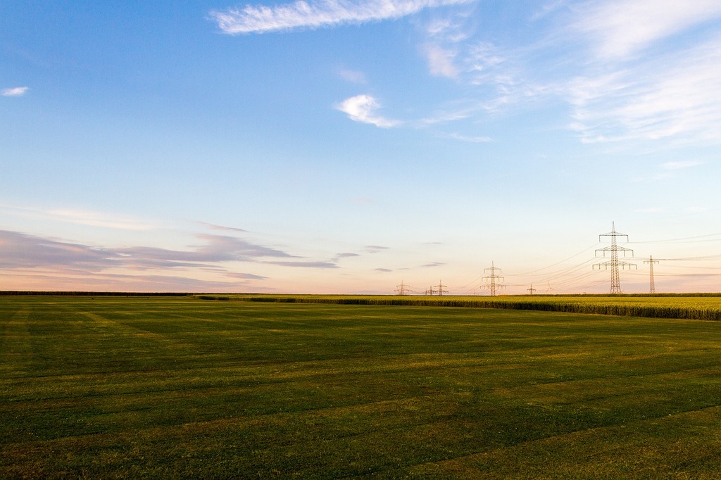 A field of rapeseed with power lines in the distance.